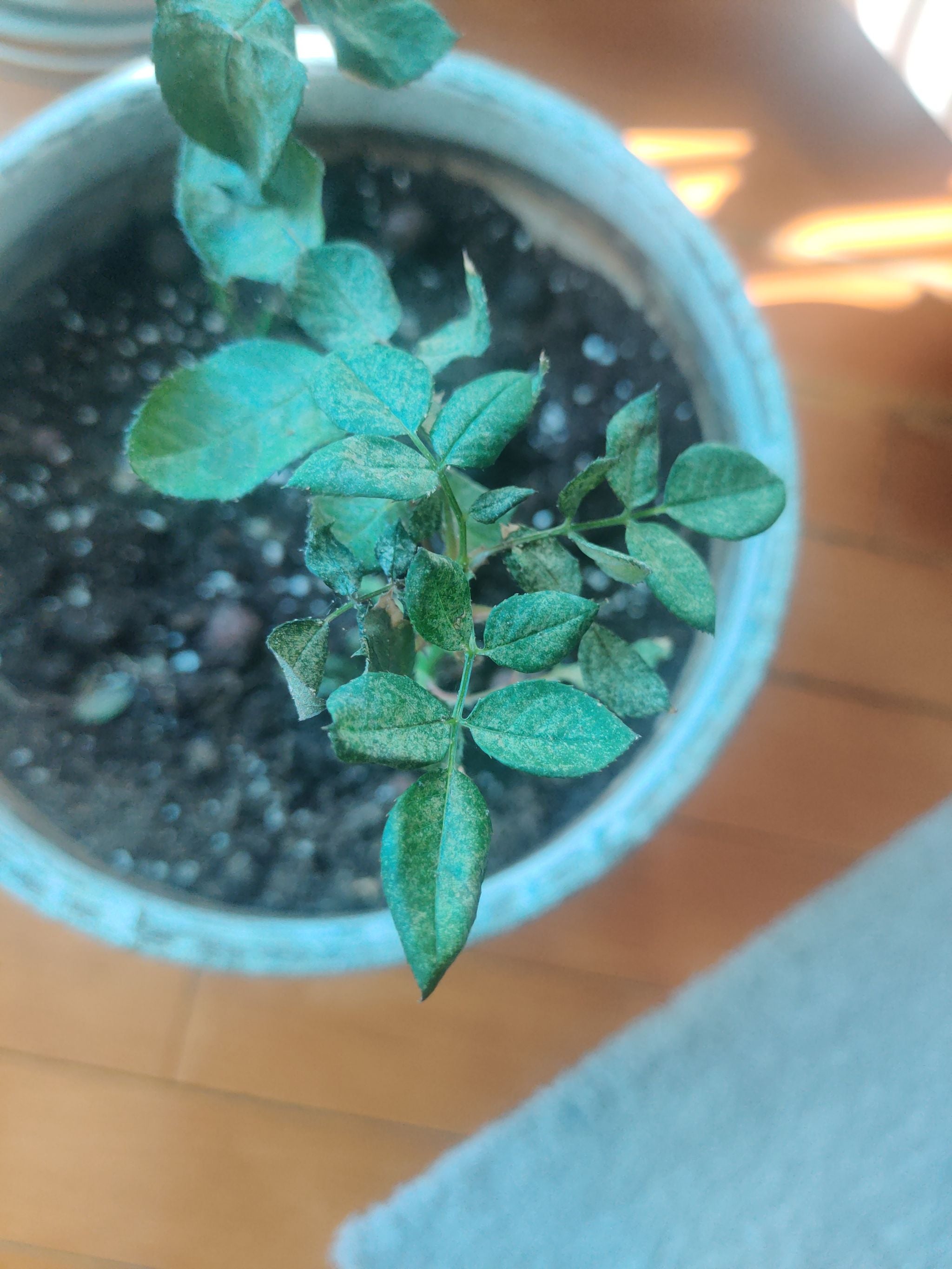 What It Means When Your Alpine Rose Wilts 🌹