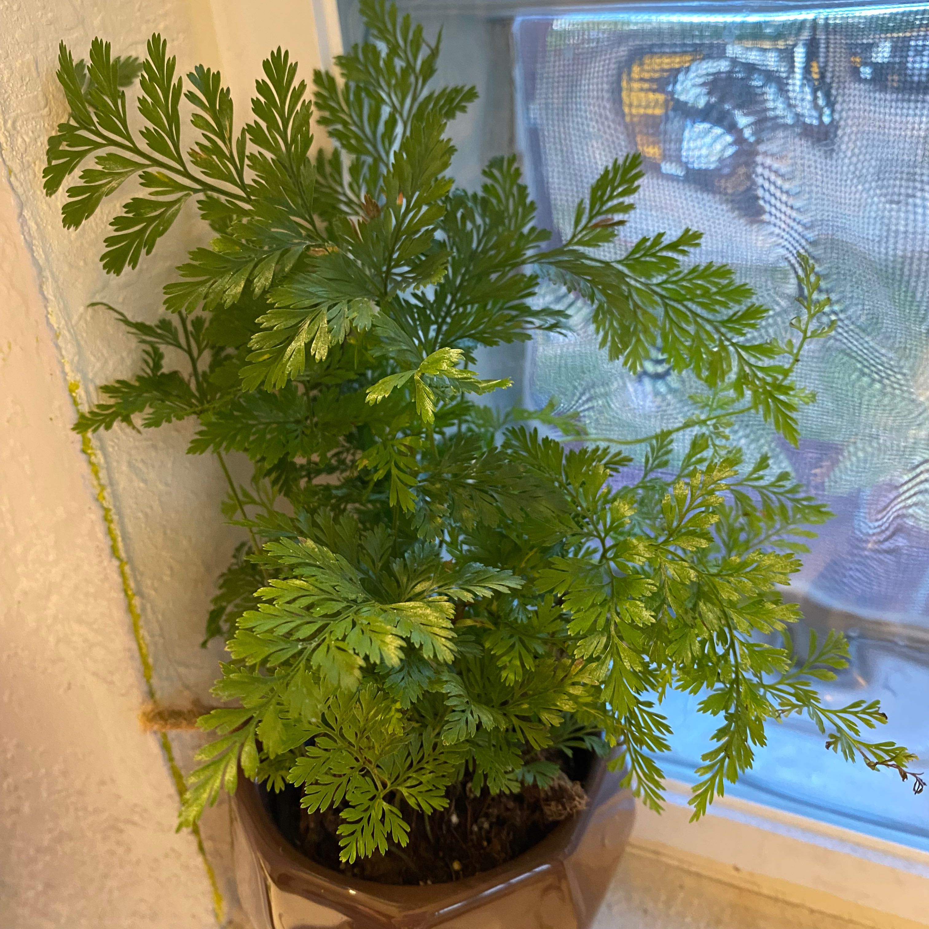 Davallia Fern near a window, healthy green leaves, partially visible soil.