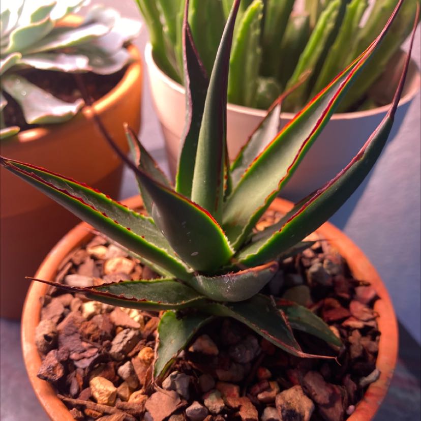 Agave 'Blue Glow' plant in a pot with rocky soil, surrounded by other potted plants.