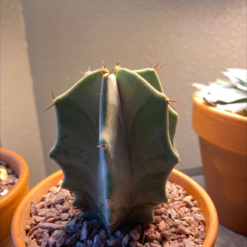 Gray Ghost Organ Pipe cactus in a terracotta pot with rocky soil, well-framed and in focus.