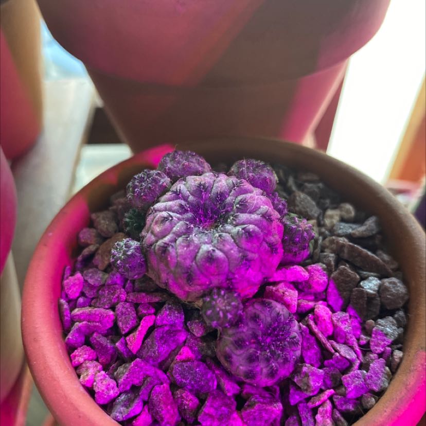 Rebutia canigueralii cactus in a pot with rocky soil under artificial lighting.