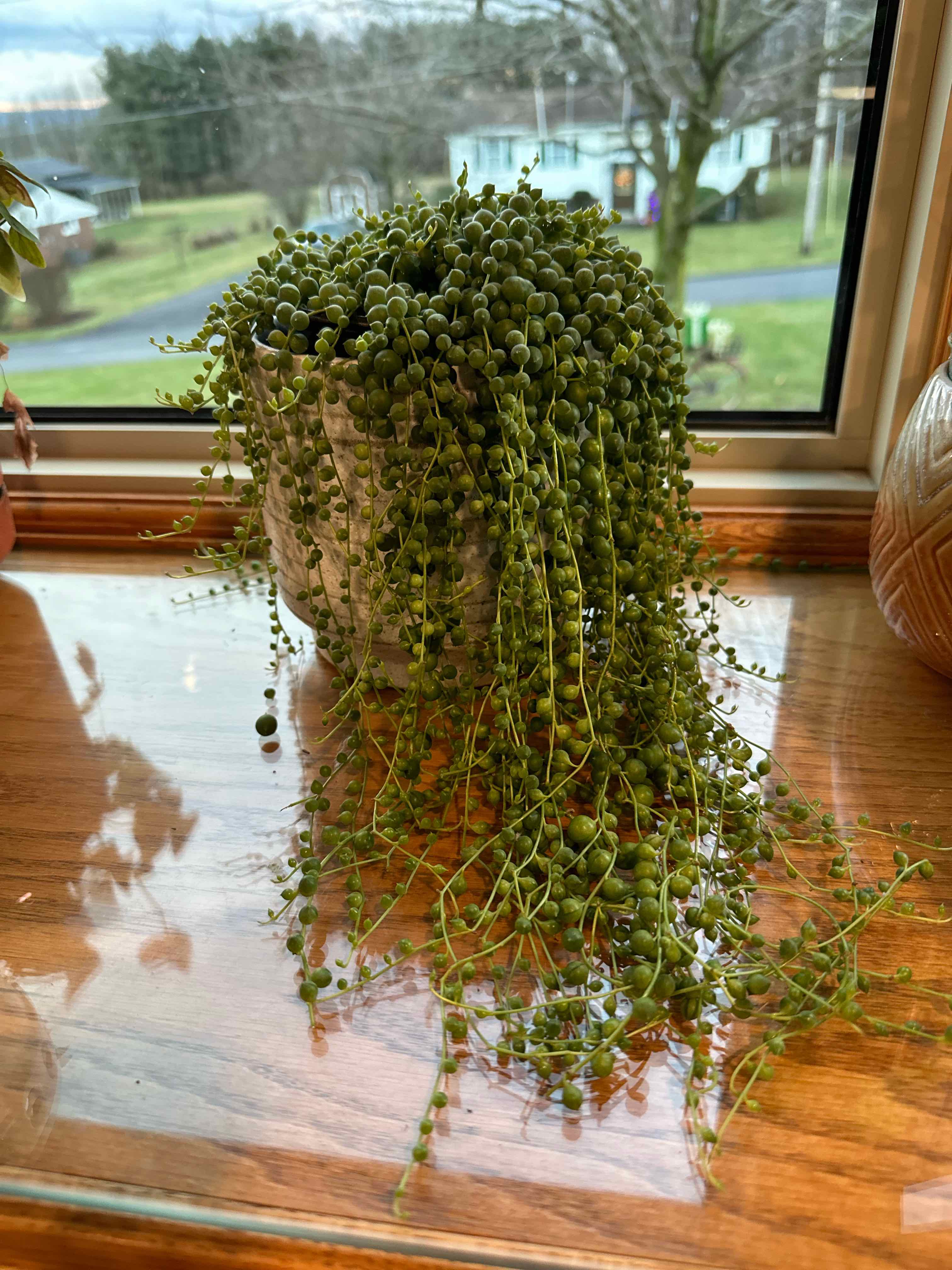 String of pearls