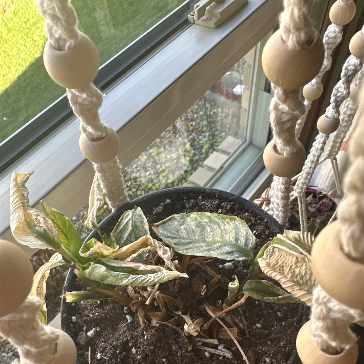 Potted Prayer Plant 'Maui Queen' with wilting and discolored leaves near a window.