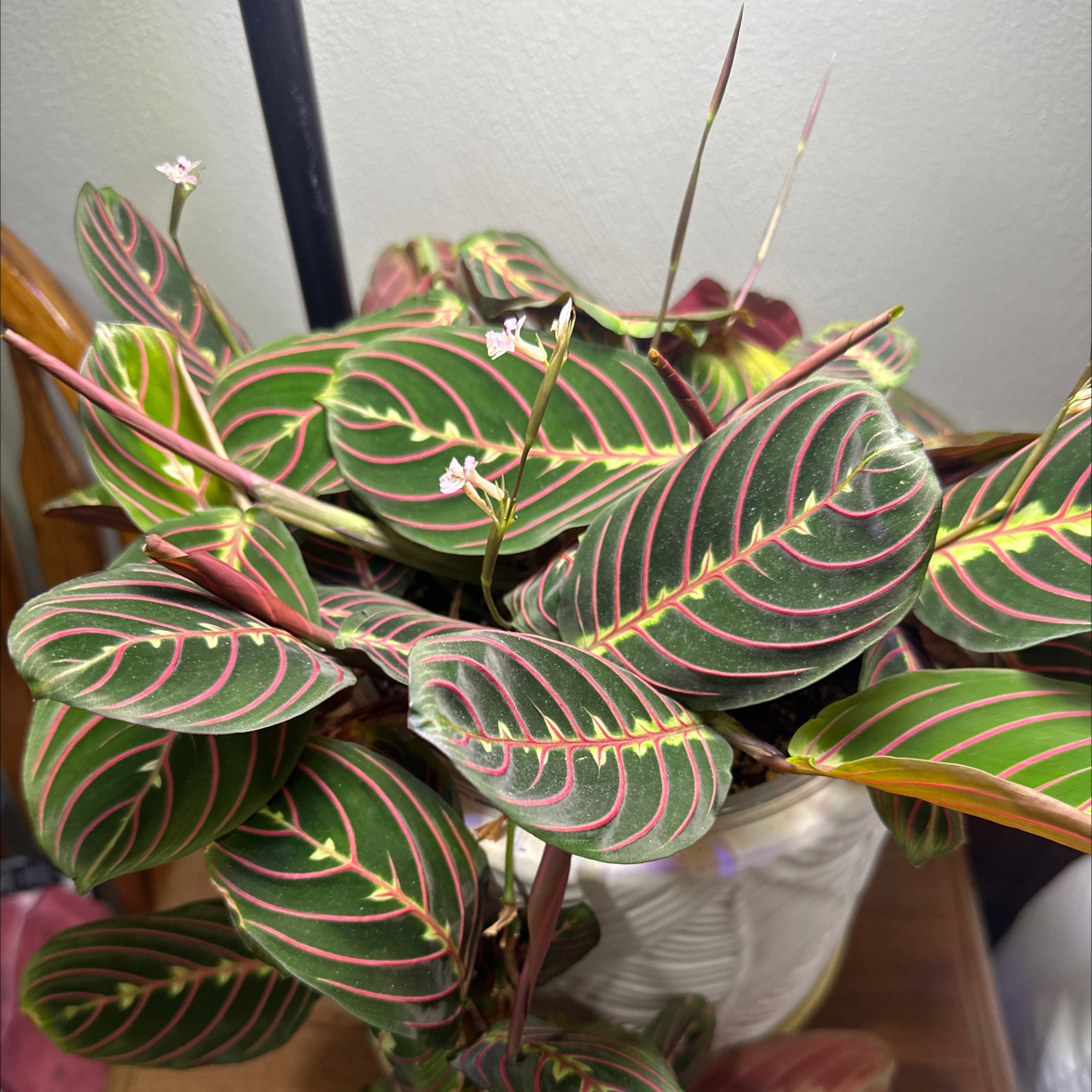 Photo of the plant species Red prayer by @BonusPhalsa named Apollo bedroom on Greg, the plant care app