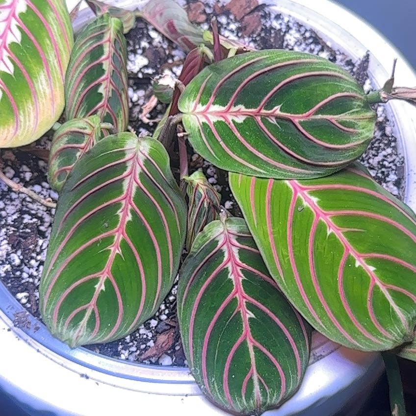 Photo of the plant species Red prayer by @BonusPhalsa named Apollo bedroom on Greg, the plant care app