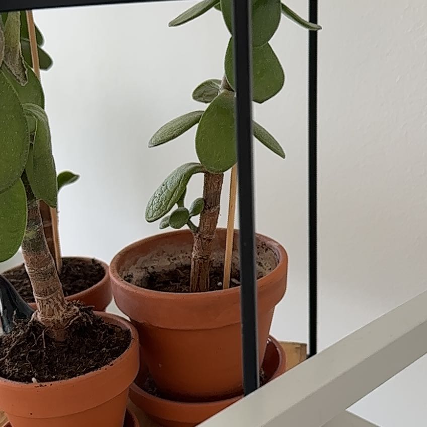 Variegated Jade plant in a terracotta pot with visible soil, healthy leaves, and no discoloration.