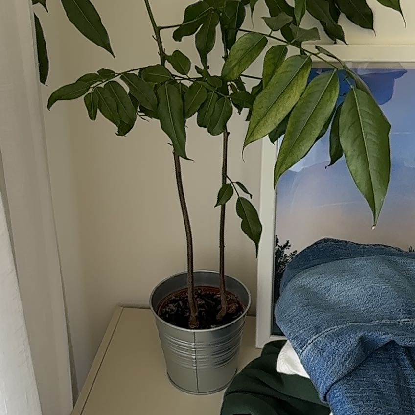 Indoor potted Lucky Bean Tree with green leaves, placed on a surface next to folded fabric.