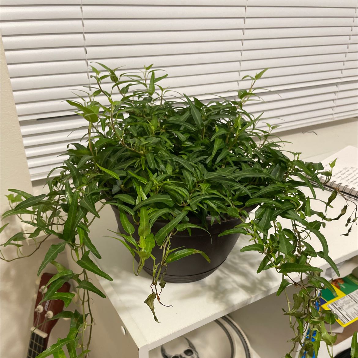 Potted Spearpoint Ivy plant on a white shelf with minor leaf browning.