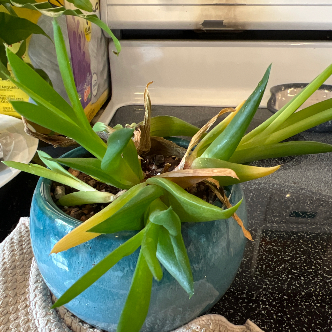 Alworthia 'Black Gem' plant in a blue pot with some yellowing and browning leaves.