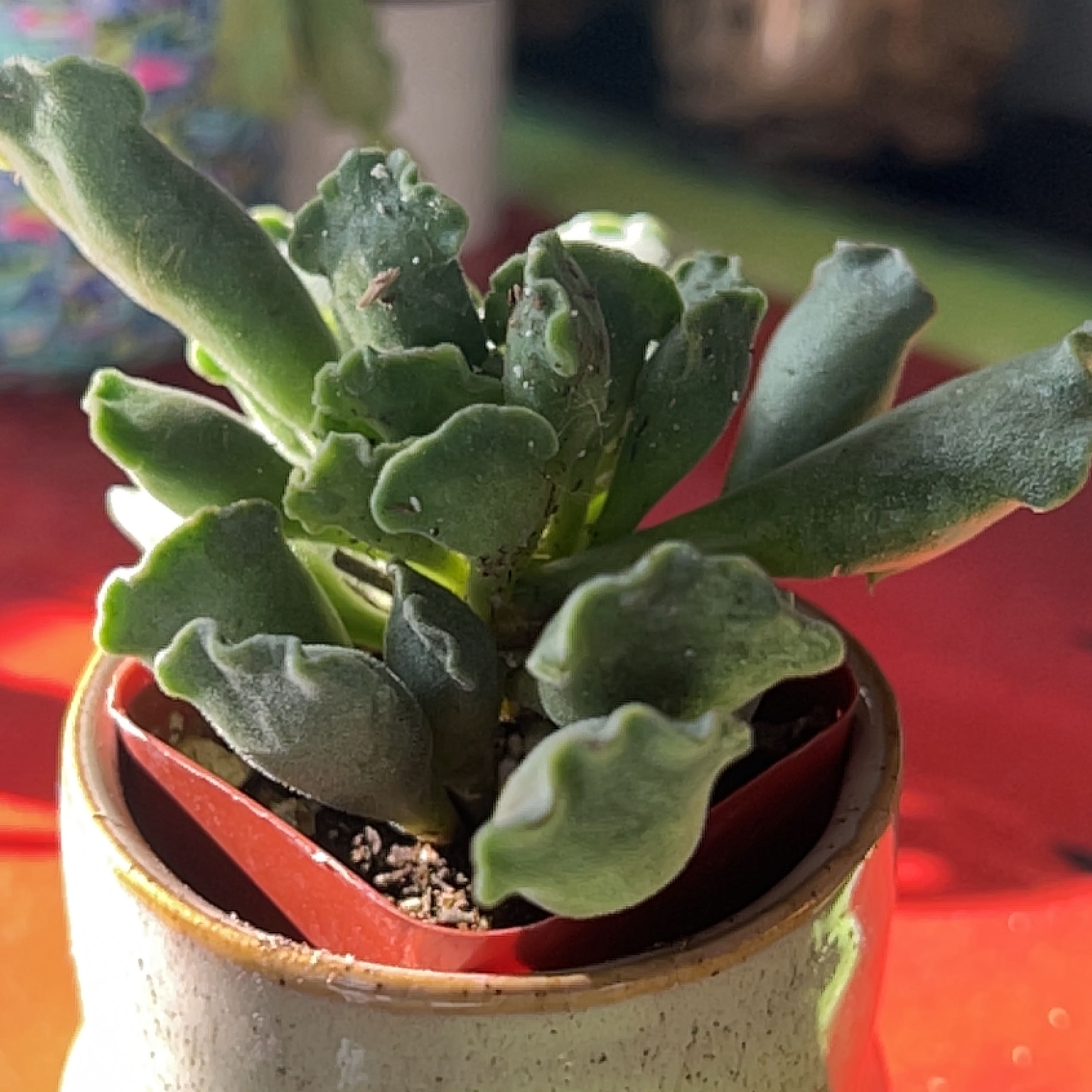 Photo of the plant species Aloe 'Key Lime' by @SpunkyRedbean named Kate on Greg, the plant care app