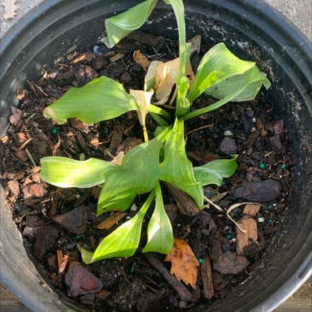 Photo of the plant species Ramsons by Gemskimmia named Your plant on Greg, the plant care app