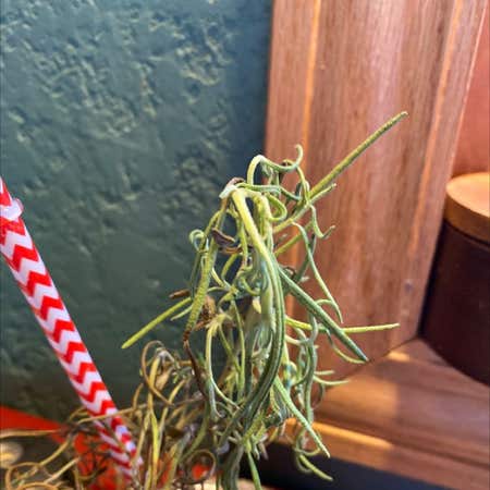 Photo of the plant species Devils Twine by @SoaringCatmint named Harper on Greg, the plant care app