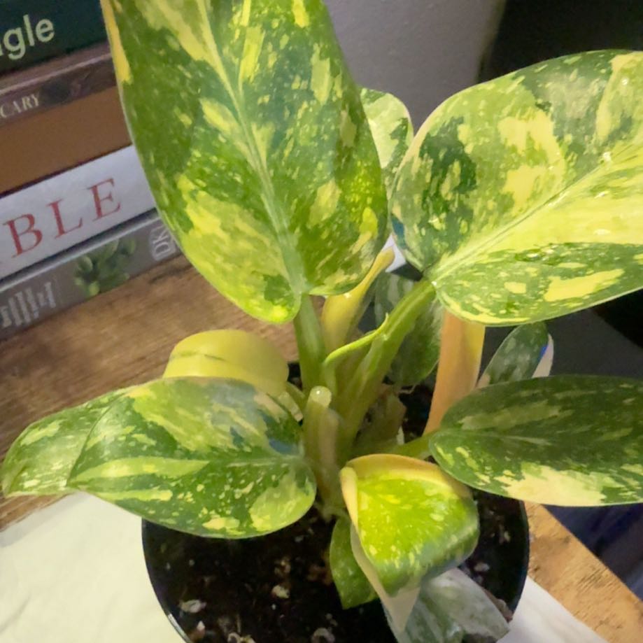 Photo of the plant species Variegated Green Congo Philodendron by @Plantdaddy1269 named Rosa on Greg, the plant care app
