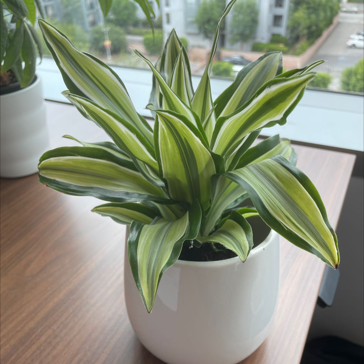 Photo of the plant species Malaika Dragon Tree by @PiquantLovage named ChloroPhil on Greg, the plant care app