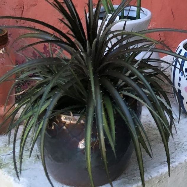 Photo of the plant species Grape Jelly Dyckia by @potatomal named Devil on Greg, the plant care app