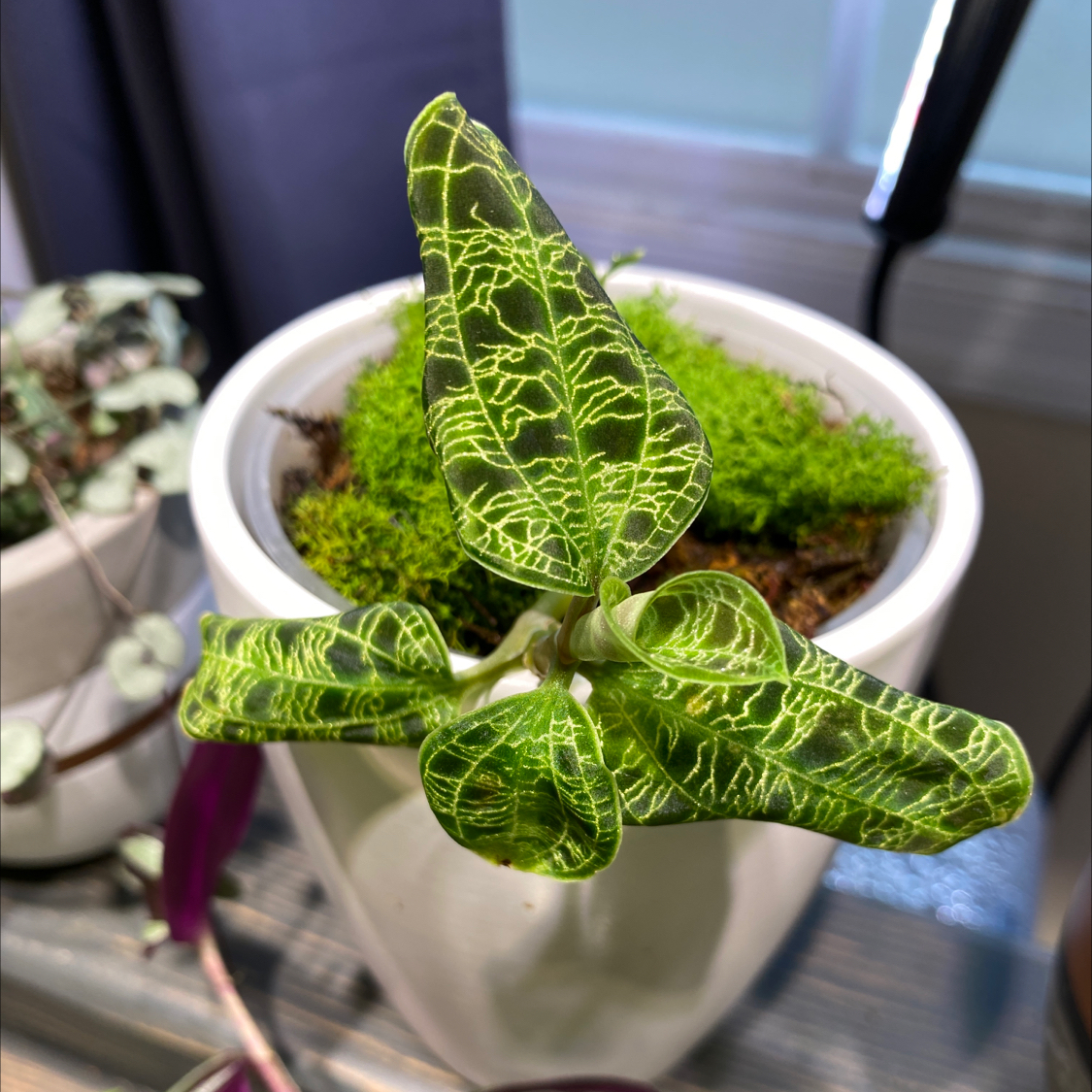 Lightning Bolt Jewel Orchid in a white pot with vibrant green leaves and distinctive veining.