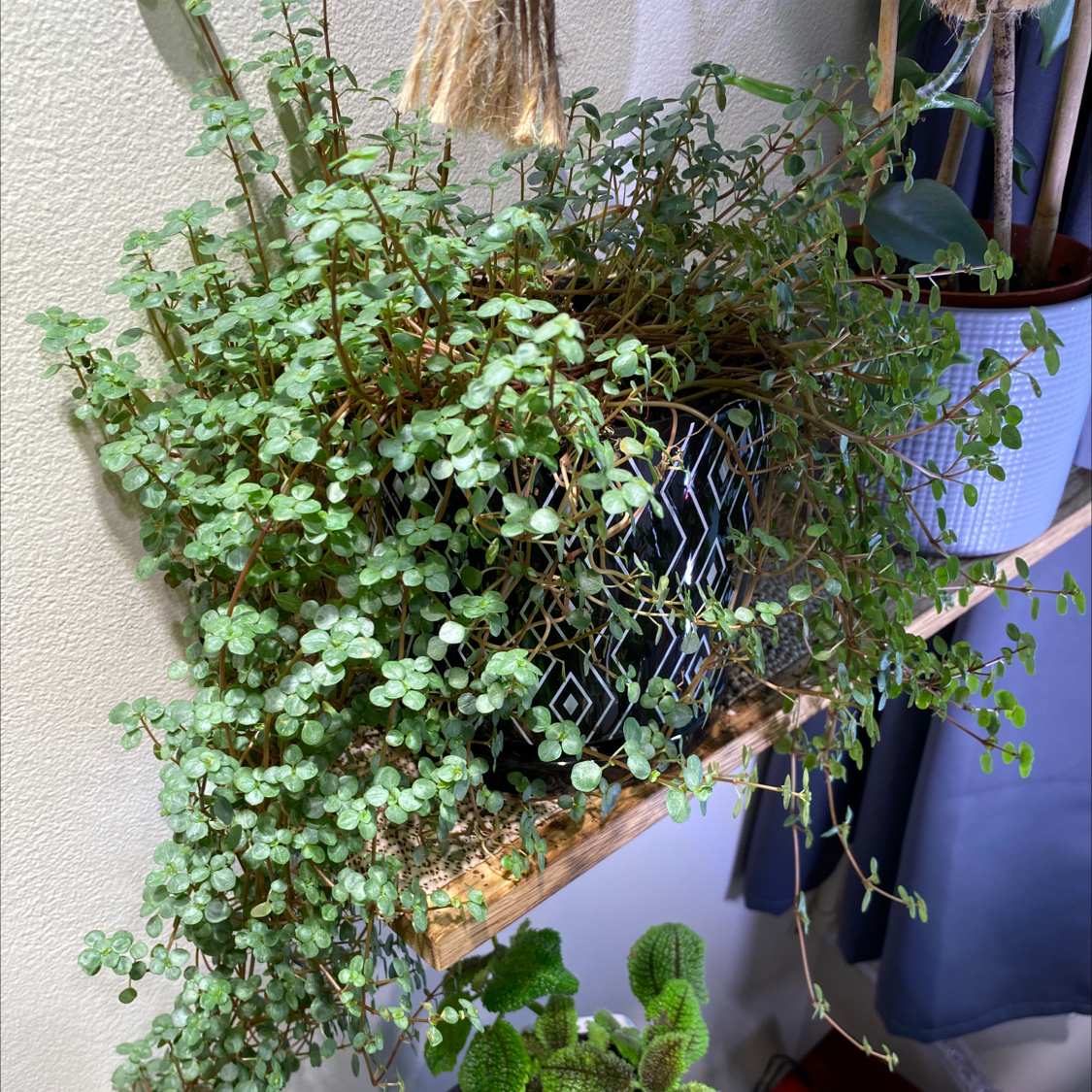 Pilea 'Silver Sparkle' plant on a shelf, healthy with small, round, silver-patterned leaves.