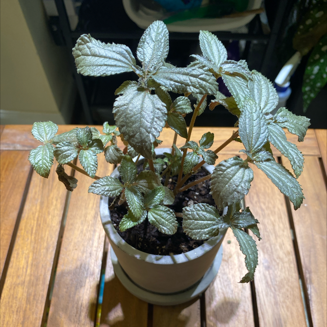 Photo of the plant species Pilea Silver Cloud by @SleekBaibua named Pilea Pubescens 'Silver Cloud' on Greg, the plant care app