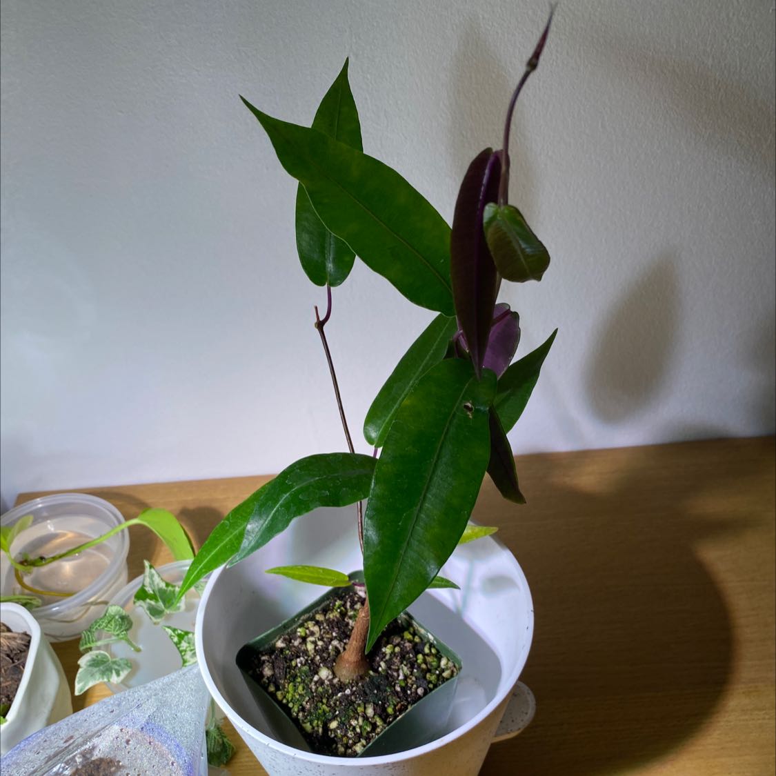 Plant care for Propeller Vine on Greg, the plant care app