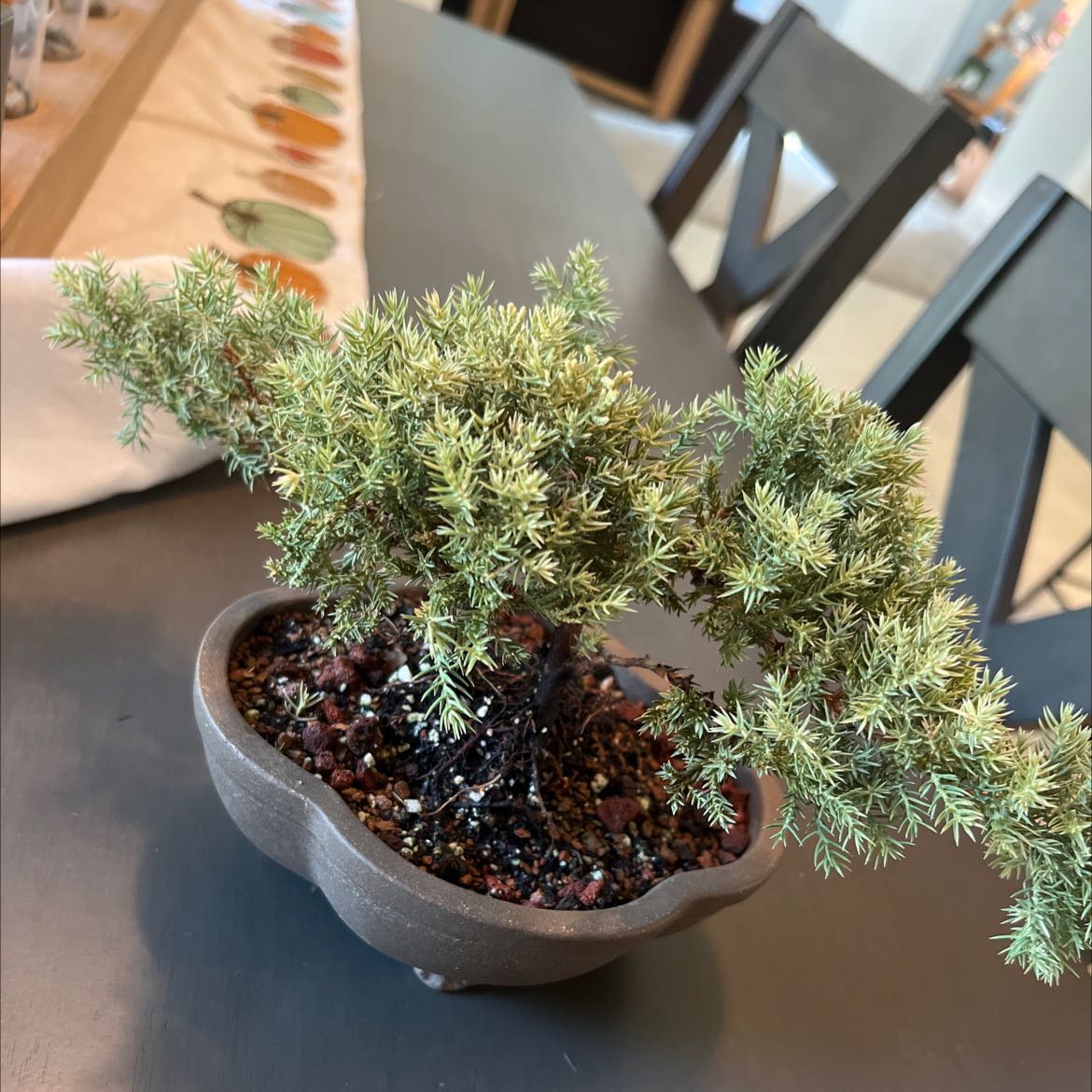 Potted American Common Juniper on a table with visible soil and healthy green foliage.