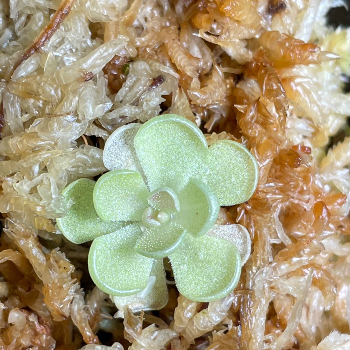 Close-up of a healthy Woodland Stonecrop succulent surrounded by moss.
