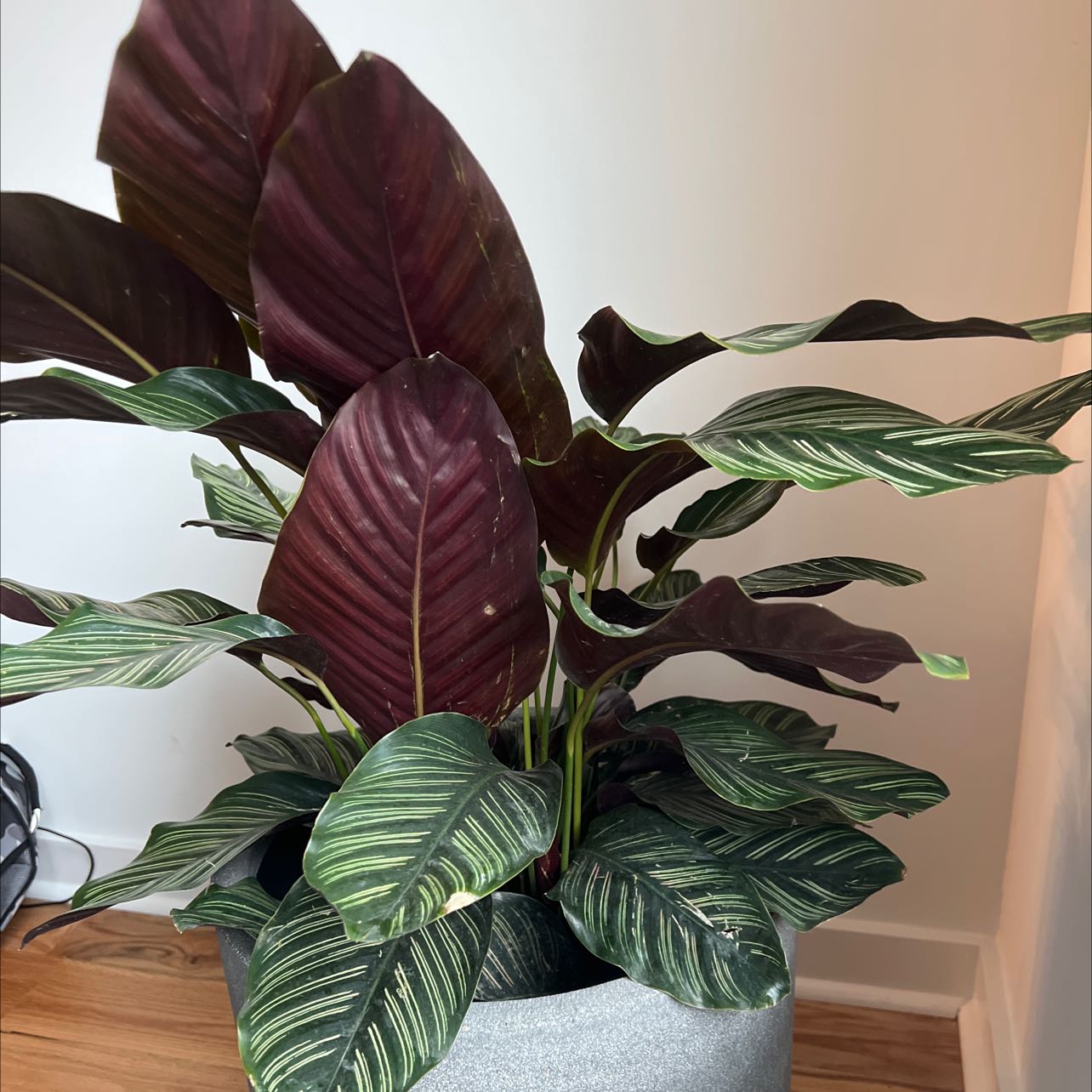 Photo of the plant species Pinstripe Calathea by @BetterRedlog named Rihanna on Greg, the plant care app
