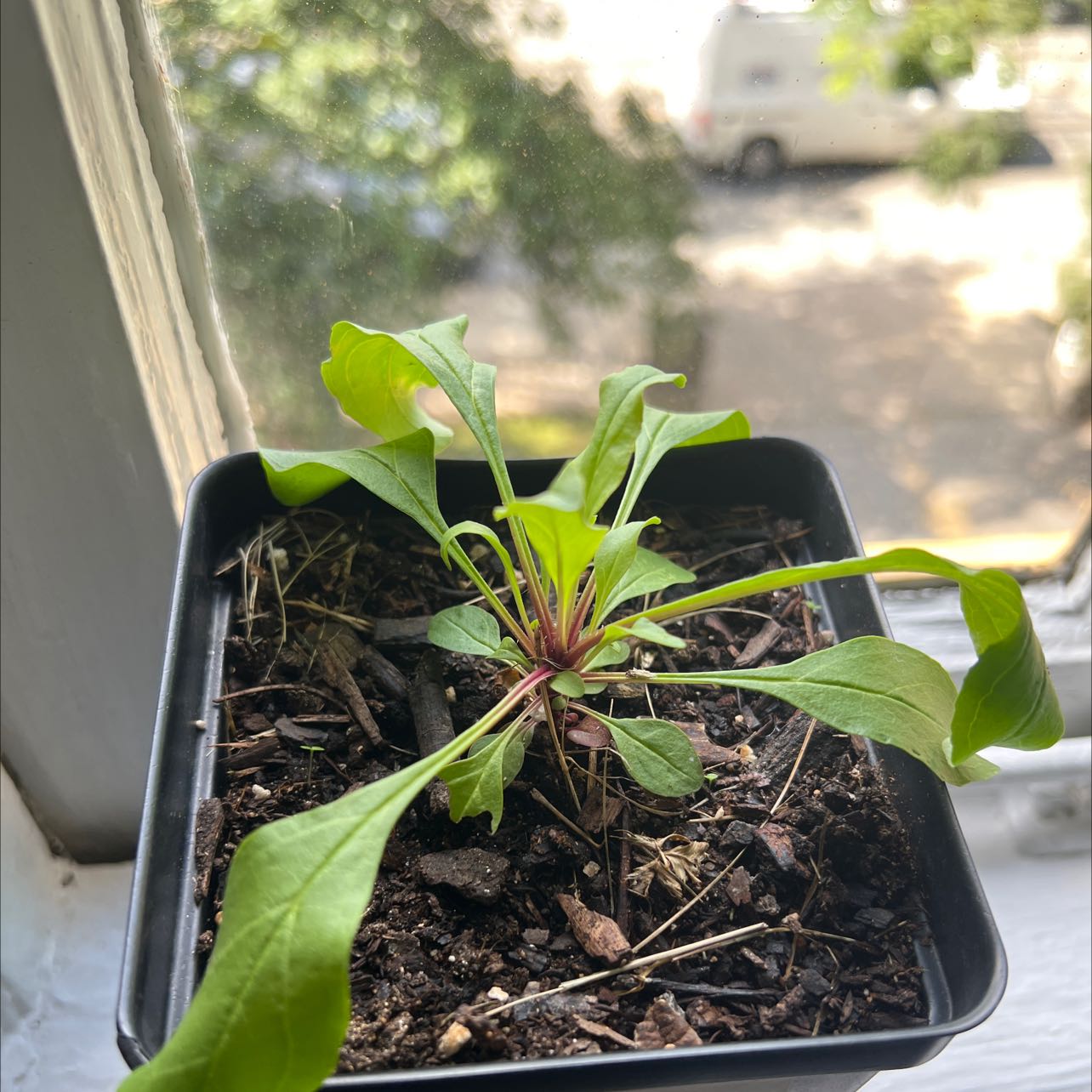 Photo of the plant species Blackbeard Beardtongue by @BetterRedlog named Your plant on Greg, the plant care app