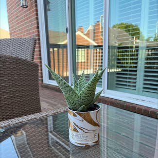 Aloe Vera plant in Nashville, Tennessee