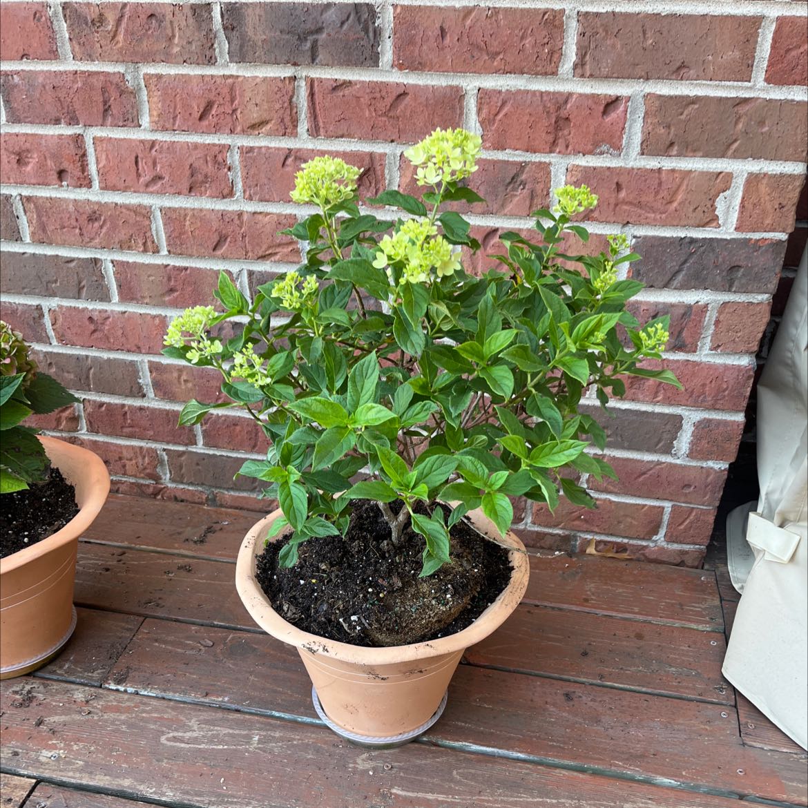 Potted Panicle Hydrangea plant with green leaves and small flower clusters on a wooden deck.