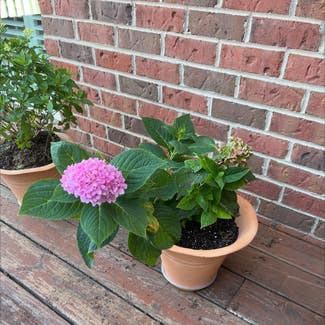 French Hydrangea plant in Nashville, Tennessee