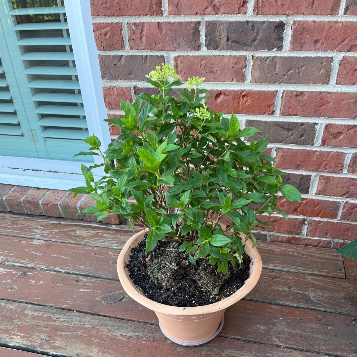Potted Panicle Hydrangea with green leaves and flower buds on a wooden surface.