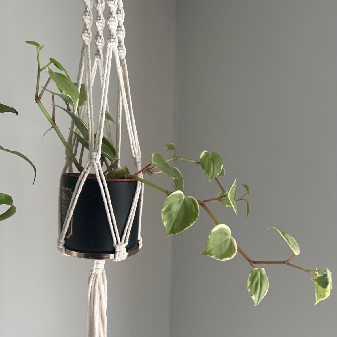 Photo of the plant species Vining Peperomia by @Kombuchamami named Naomi on Greg, the plant care app
