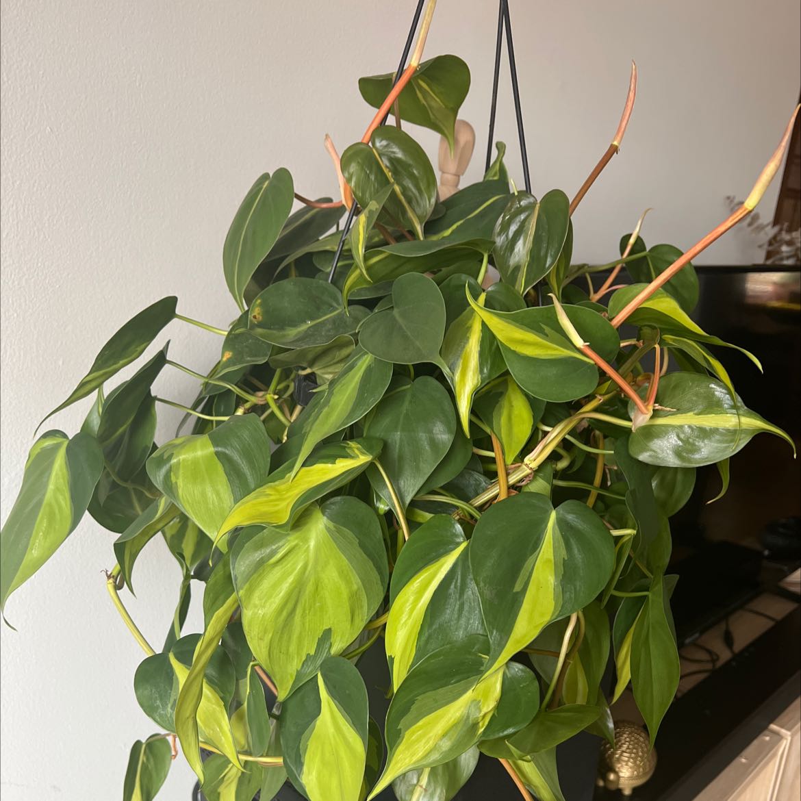 Photo of the plant species Philodendron Brasil by @Kombuchamami named Melena on Greg, the plant care app