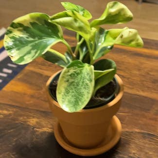 Baby Rubber Plant plant in Chicago, Illinois