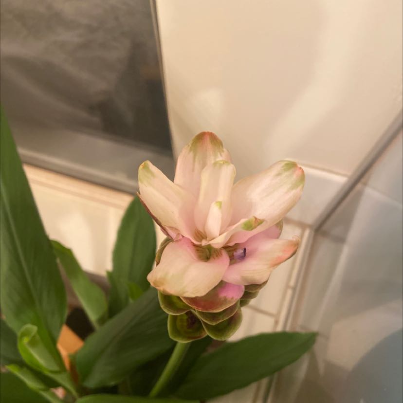 Image of a healthy Siam tulip with a prominent flower.