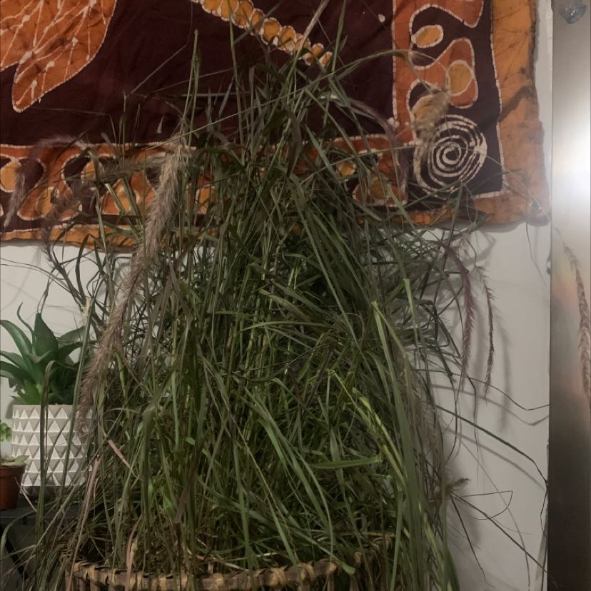 Crimson Fountaingrass plant indoors in a woven basket with some browning leaves and visible flower spikes.