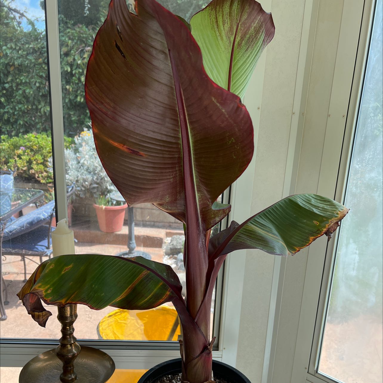 A potted Abyssinian Banana plant with large leaves, some browning at the edges, indoors near a window.