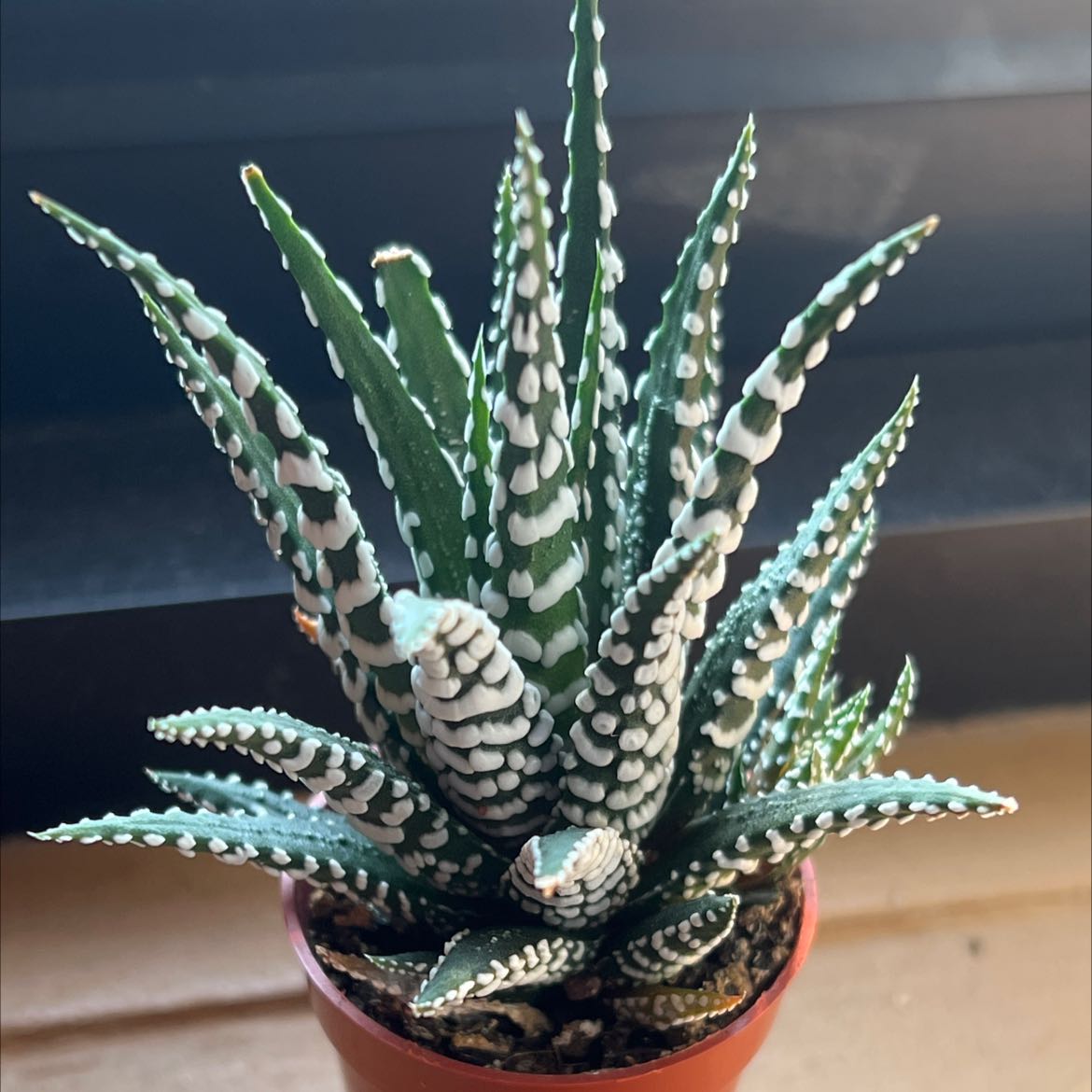 Photo of the plant species Zebra Plant by @TrustingRedhill named JJ on Greg, the plant care app
