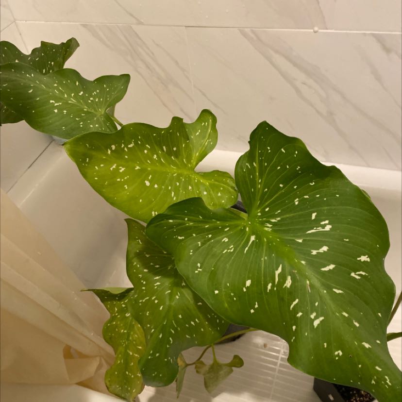 Spotted Calla Lily with large green leaves featuring white spots, appears healthy.