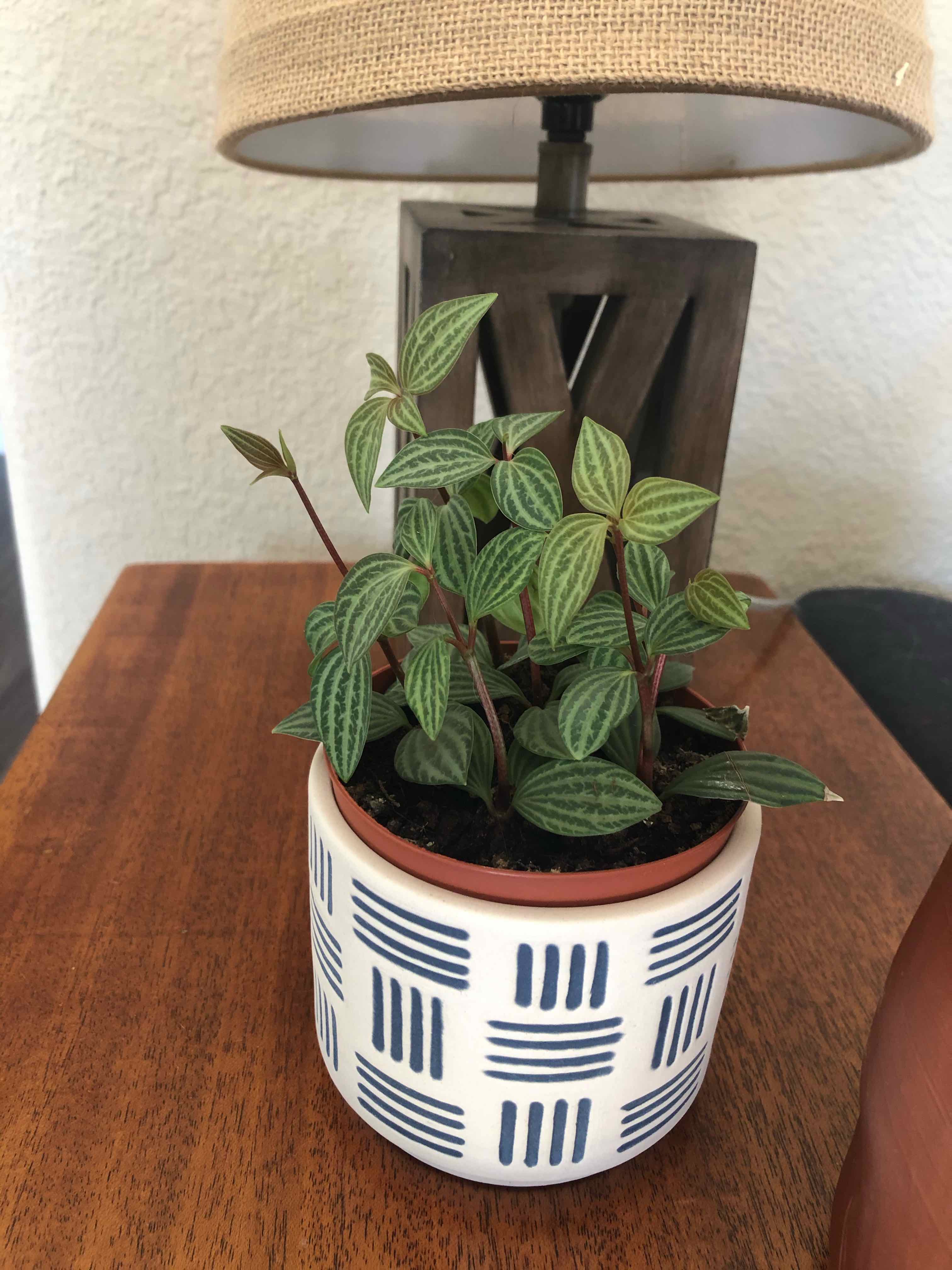 Healthy parallel peperomia plant in a decorative pot on a wooden table.