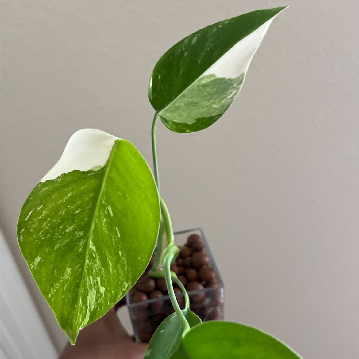 Monstera 'Albo' with variegated leaves, healthy appearance.