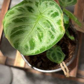 Photo of the plant species Anthurium Dorayaki by @Dezibynature named Daenerys on Greg, the plant care app