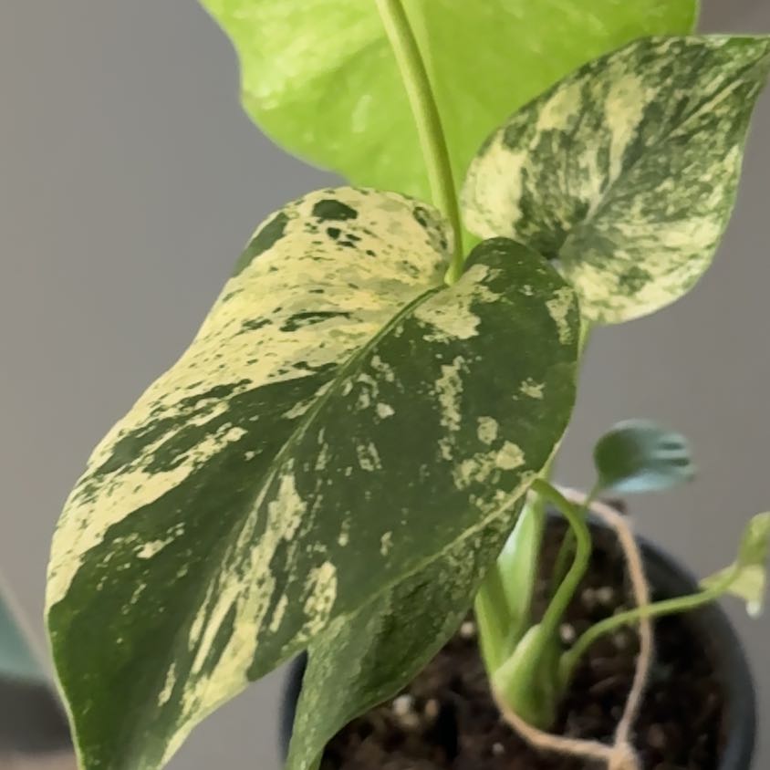 Photo of the plant species Monstera 'Mint' by @Dezibynature named Araminta on Greg, the plant care app