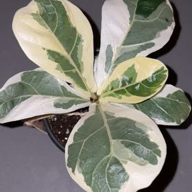 Photo of the plant species Variegated Fiddle Fig Leaf by @Dezibynature named Figgie Smalls on Greg, the plant care app