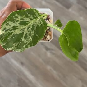 Photo of the plant species Monstera 'Bulbasaur' by @Dezibynature named Tracee on Greg, the plant care app