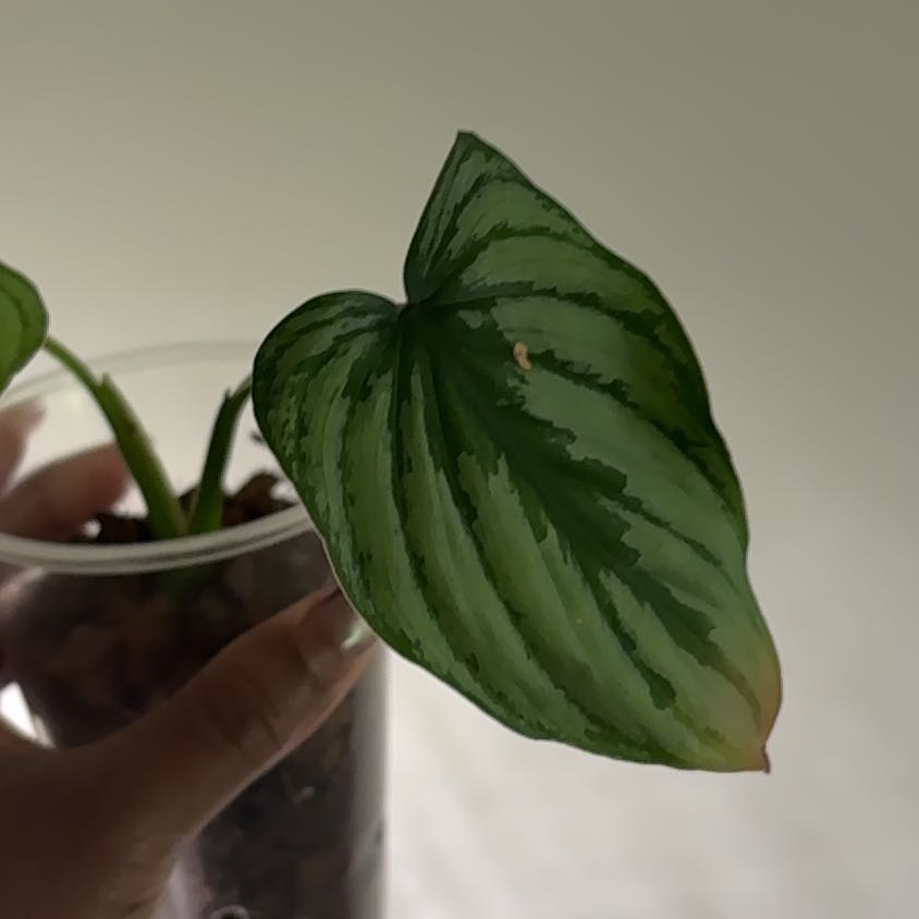 Photo of the plant species Philodendron mamei by @Dezibynature named Yemoja on Greg, the plant care app