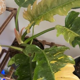 Photo of the plant species Philodendron 'Ring of Fire' by @Dezibynature named Sir Plancelot on Greg, the plant care app