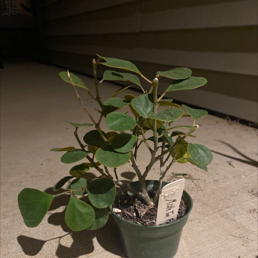 Photo of the plant species Mistletoe Fig by @BlessedSuncup named Your plant on Greg, the plant care app