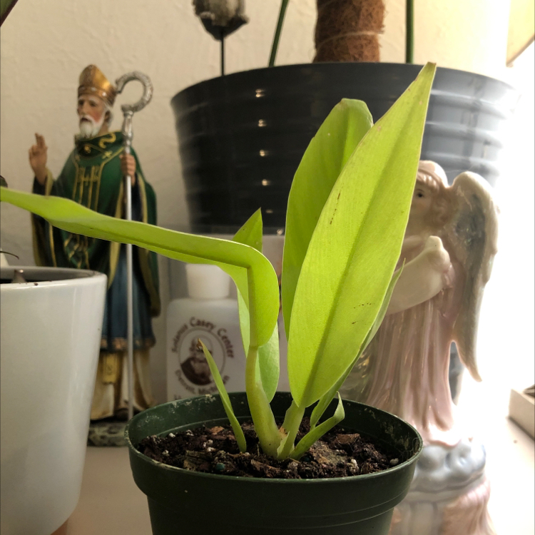Photo of the plant species Philodendron 'Green Fat Boy' by @Richlyblessed named Your plant on Greg, the plant care app