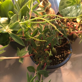 Peperomia Red Log plant in Temperance, Michigan